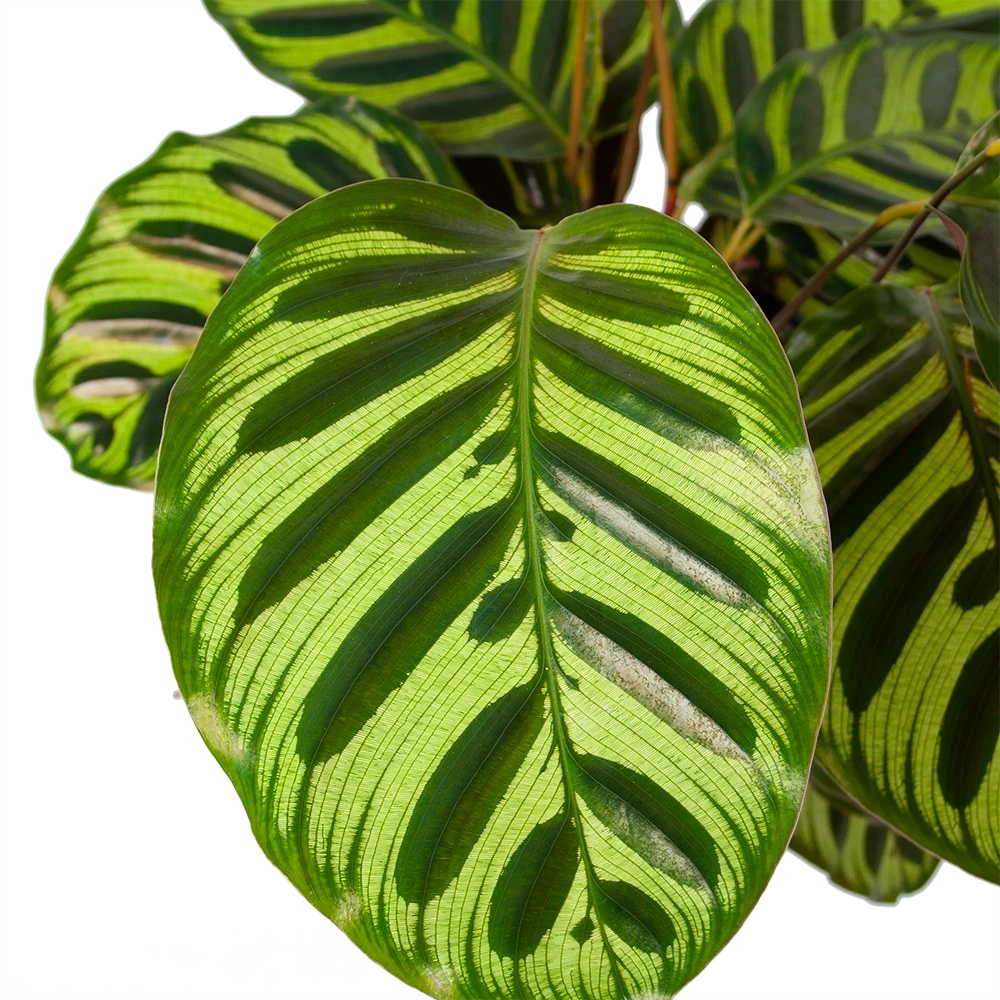 Calathea Makoyana - Pauwenplant - p17 h65 - Kamerplant Calathea Makoyana - Pauwenplant - P17 H65 - Kamerplant -Plantenverzorging Winkel calathea makoyana pauwenplant p17 h65 5 2