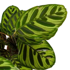 Calathea Makoyana - Pauwenplant - P17 H65 - Kamerplant 2 Calathea Makoyana - Pauwenplant - P17 H65 - Kamerplant -Plantenverzorging Winkel calathea makoyana pauwenplant p17 h65 6 2