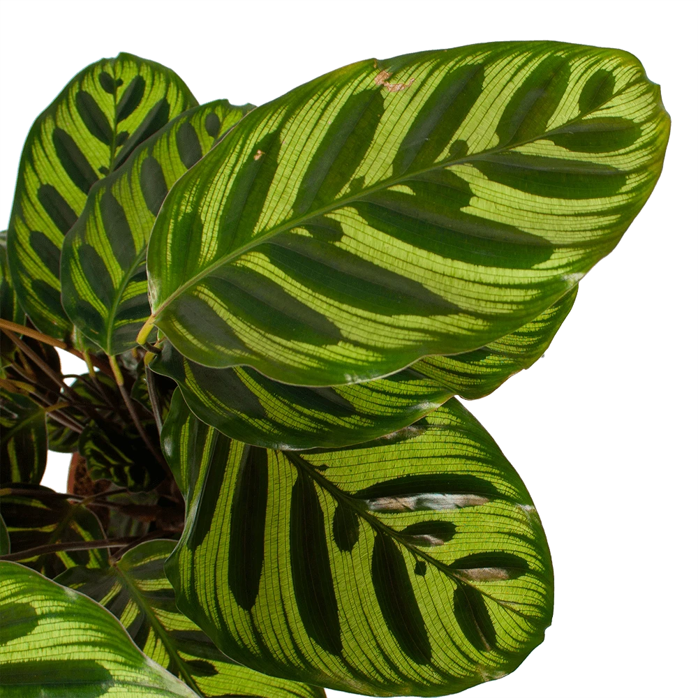 Calathea Makoyana - Pauwenplant - p17 h65 - Kamerplant Calathea Makoyana - Pauwenplant - P17 H65 - Kamerplant -Plantenverzorging Winkel calathea makoyana pauwenplant p17 h65 6 2