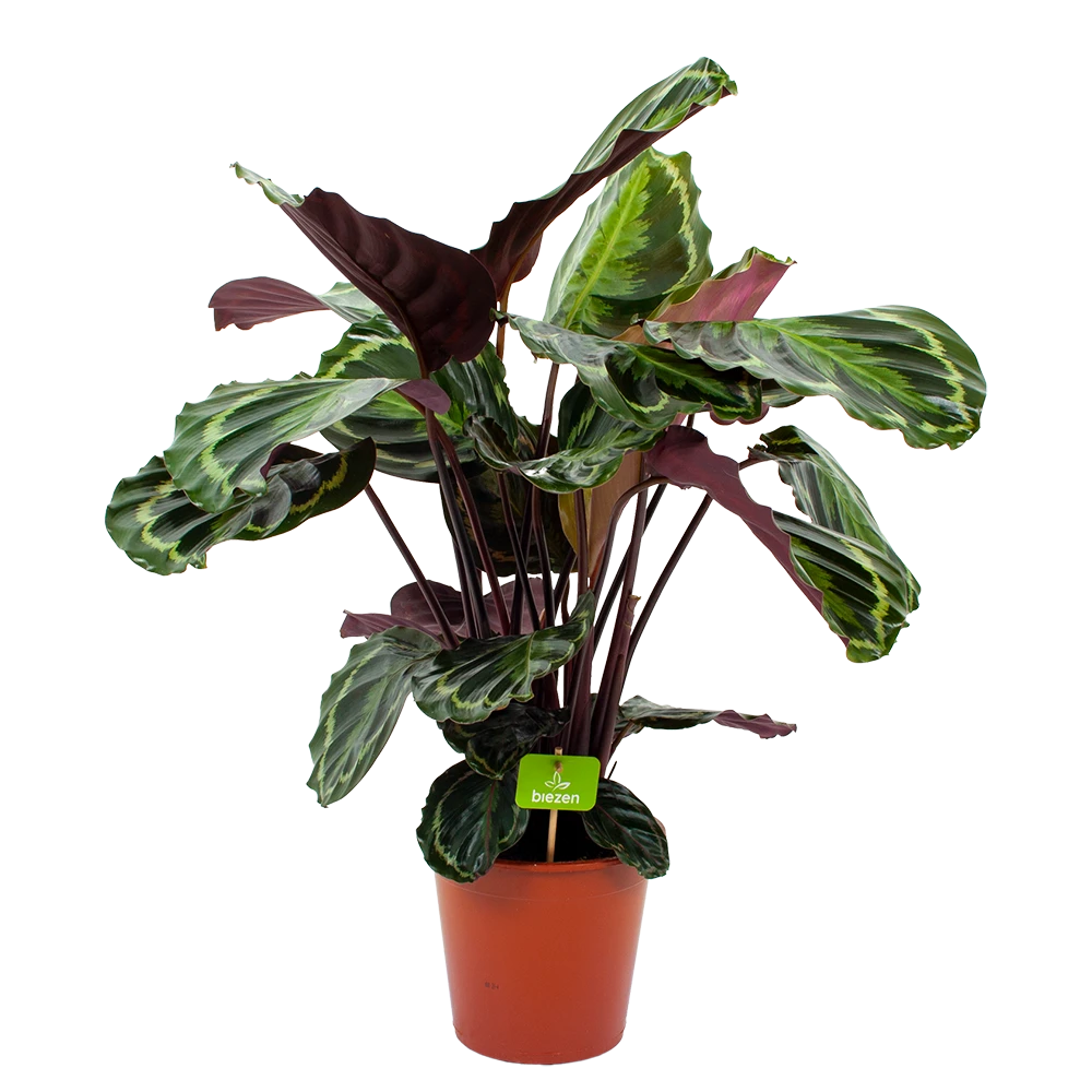 Calathea Medaillon - Schaduwplant - p19 h75 - Kamerplant Calathea Medaillon - Schaduwplant - P19 H75 - Kamerplant -Plantenverzorging Winkel calathea medaillon schaduwplant p19 h75 4