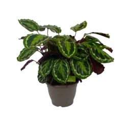 Calathea Medaillon - Schaduwplant - P32 H80 - Kamerplant -Plantenverzorging Winkel calathea medaillon schaduwplant p32 h80 2