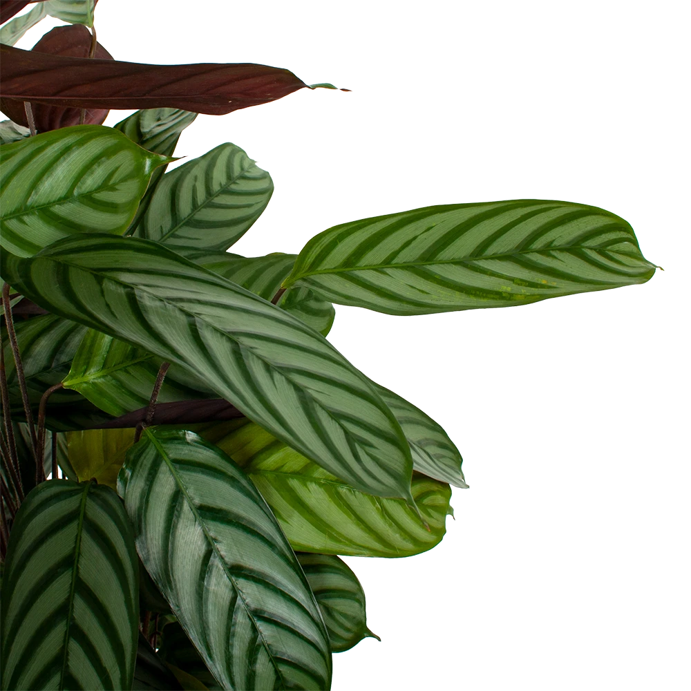 Calathea Oppenheimiana - Pauwenplant - p21 h105 - Kamerplant Calathea Oppenheimiana - Pauwenplant - P21 H105 - Kamerplant -Plantenverzorging Winkel calathea oppenheimiana pauwenplant p21 h105 5 1