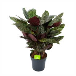 Calathea Ornata - Livingplant - P27 H80 - Kamerplant