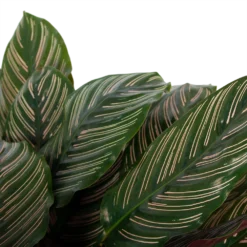 Calathea Ornata - Livingplant - P27 H80 - Kamerplant -Plantenverzorging Winkel calathea ornata livingplant p27 h80 6 3