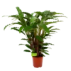 Calathea Rufibarba Bluegrass - Schaduwplant - P21 H85 - Kamerplant