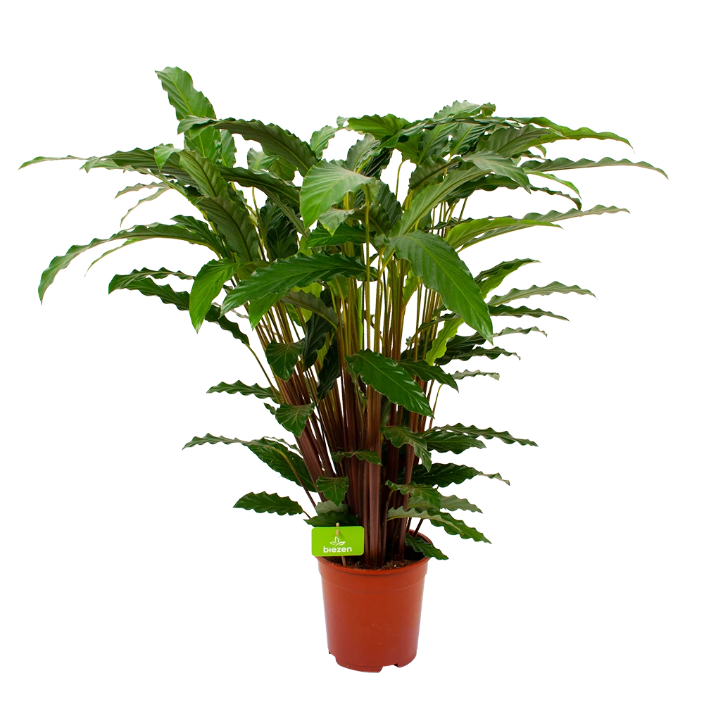 Calathea Rufibarba Bluegrass - Schaduwplant - p21 h85 - Kamerplant Calathea Rufibarba Bluegrass - Schaduwplant - P21 H85 - Kamerplant -Plantenverzorging Winkel calathea rufibarba bluegrass schaduwplant p21 h85 4