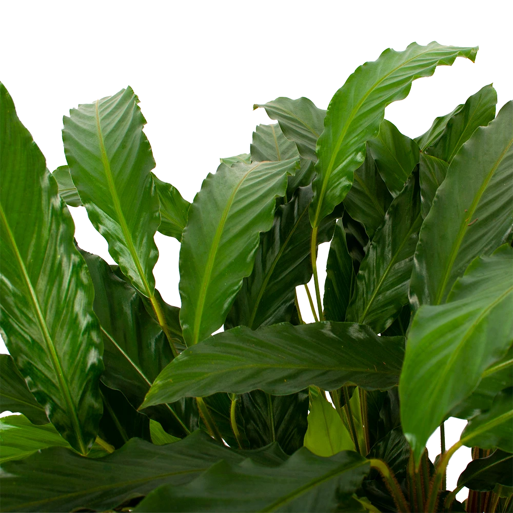 Calathea Rufibarba Bluegrass - Schaduwplant - p21 h85 - Kamerplant Calathea Rufibarba Bluegrass - Schaduwplant - P21 H85 - Kamerplant -Plantenverzorging Winkel calathea rufibarba bluegrass schaduwplant p21 h85 5