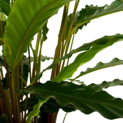 Calathea Rufibarba Bluegrass - Schaduwplant - P21 H85 - Kamerplant 2 Calathea Rufibarba Bluegrass - Schaduwplant - P21 H85 - Kamerplant -Plantenverzorging Winkel calathea rufibarba bluegrass schaduwplant p21 h85 6