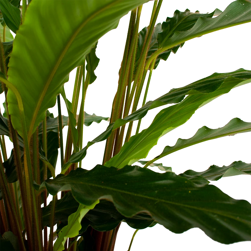 Calathea Rufibarba Bluegrass - Schaduwplant - p21 h85 - Kamerplant Calathea Rufibarba Bluegrass - Schaduwplant - P21 H85 - Kamerplant -Plantenverzorging Winkel calathea rufibarba bluegrass schaduwplant p21 h85 6