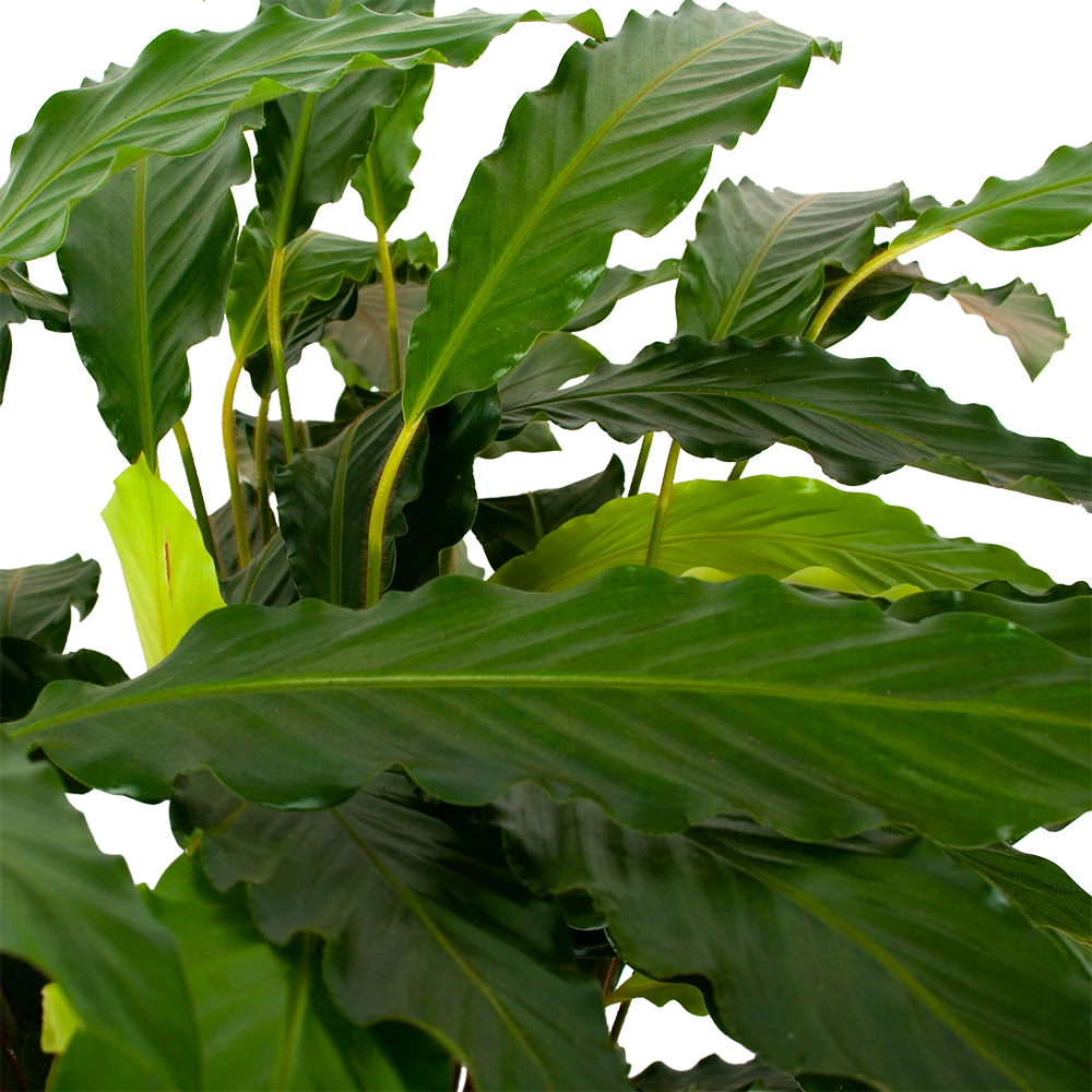 Calathea Rufibarba Bluegrass - Pauwenplant - p21 h105 - Kamerplant Calathea Rufibarba Bluegrass - Pauwenplant - P21 H105 - Kamerplant -Plantenverzorging Winkel calathea rufibarba mirosha pauwenplant p21 h105 5