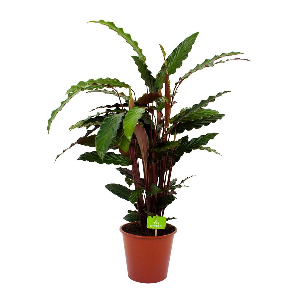 Calathea Rufibarba Wavestar - Pauwenplant - p19 h75 - Kamerplant Calathea Rufibarba Wavestar - Pauwenplant - P19 H75 - Kamerplant -Plantenverzorging Winkel calathea rufibarba wavestar pauwenplant p19 h75 4