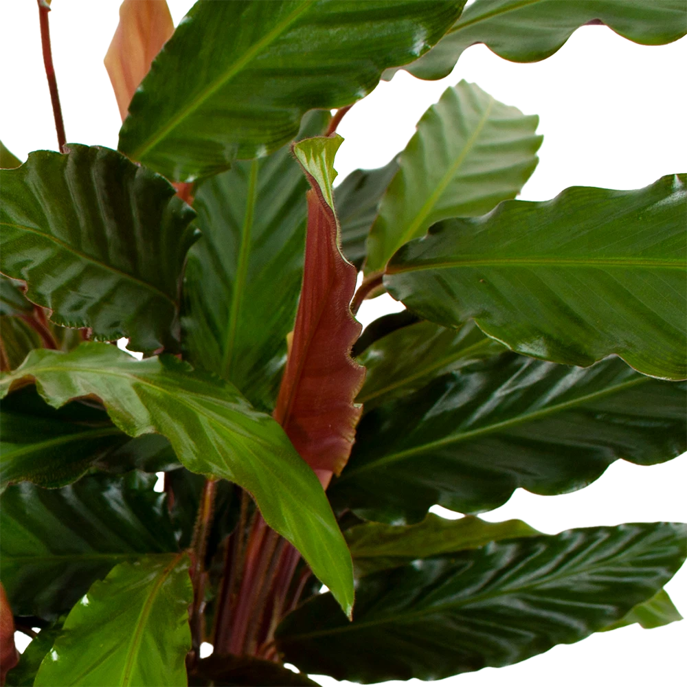 Calathea Rufibarba Wavestar - Pauwenplant - p19 h75 - Kamerplant Calathea Rufibarba Wavestar - Pauwenplant - P19 H75 - Kamerplant -Plantenverzorging Winkel calathea rufibarba wavestar pauwenplant p19 h75 5