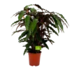 Calathea Rufibarba Wavestar - Pauwenplant - P21 H85 - Kamerplant