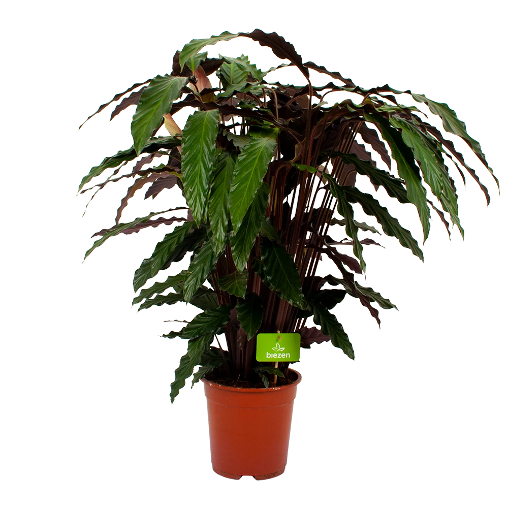 Calathea Rufibarba Wavestar - Pauwenplant - p21 h85 - Kamerplant Calathea Rufibarba Wavestar - Pauwenplant - P21 H85 - Kamerplant -Plantenverzorging Winkel calathea rufibarba wavestar pauwenplant p21 h105 4