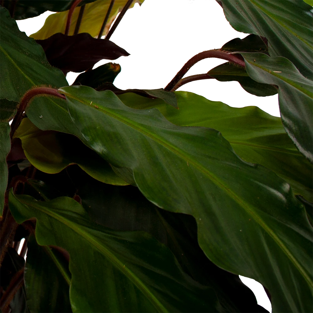 Calathea Rufibarba Wavestar - Pauwenplant - p21 h85 - Kamerplant Calathea Rufibarba Wavestar - Pauwenplant - P21 H85 - Kamerplant -Plantenverzorging Winkel calathea rufibarba wavestar pauwenplant p21 h105 5