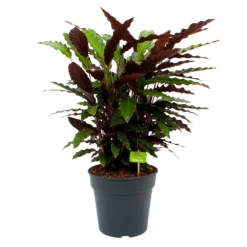 Calathea Rufibarba Wavestar - Pauwenplant - P27 H90 - Kamerplant