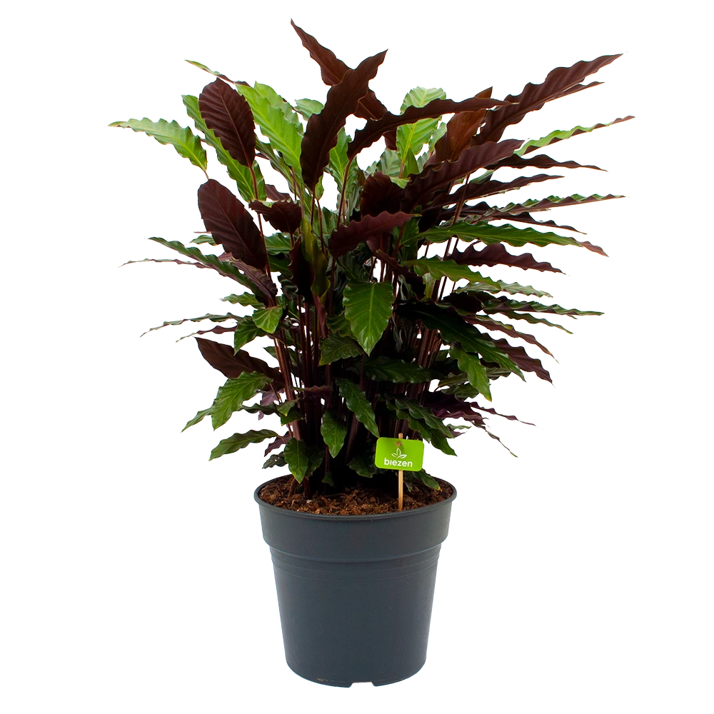 Calathea Rufibarba Wavestar - Pauwenplant - p27 h90 - Kamerplant Calathea Rufibarba Wavestar - Pauwenplant - P27 H90 - Kamerplant -Plantenverzorging Winkel calathea rufibarba wavestar pauwenplant p27 h90 1 1