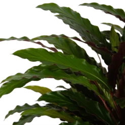 Calathea Rufibarba Wavestar - Pauwenplant - P32 H80 - Kamerplant -Plantenverzorging Winkel calathea rufibarba wavestar pauwenplant p32 h80 5