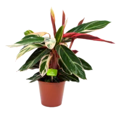 Calathea Stromante Triostar - Schaduwplant - P19 H60 - Kamerplant