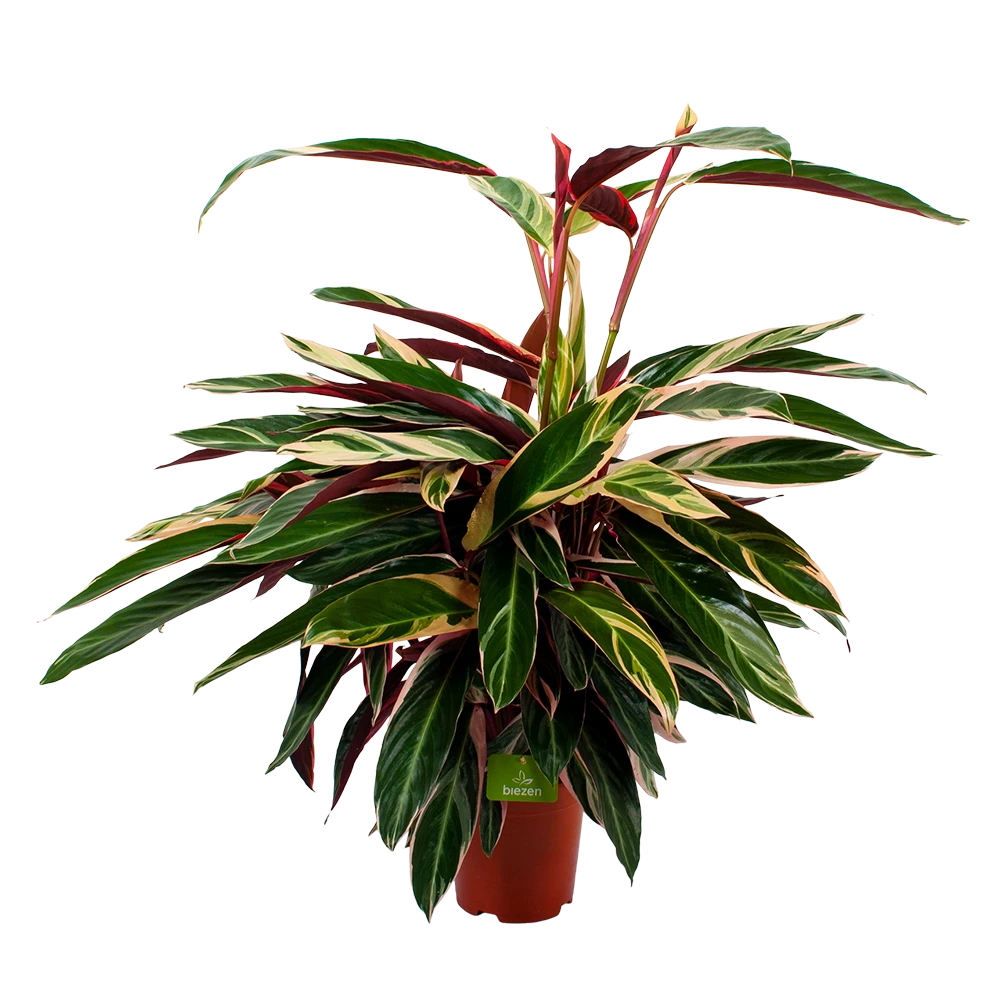 Calathea Stromante Triostar - Schaduwplant - p21 h105 - Kamerplant Calathea Stromante Triostar - Schaduwplant - P21 H105 - Kamerplant -Plantenverzorging Winkel calathea stromante triostar schaduwplant p21 h105 4