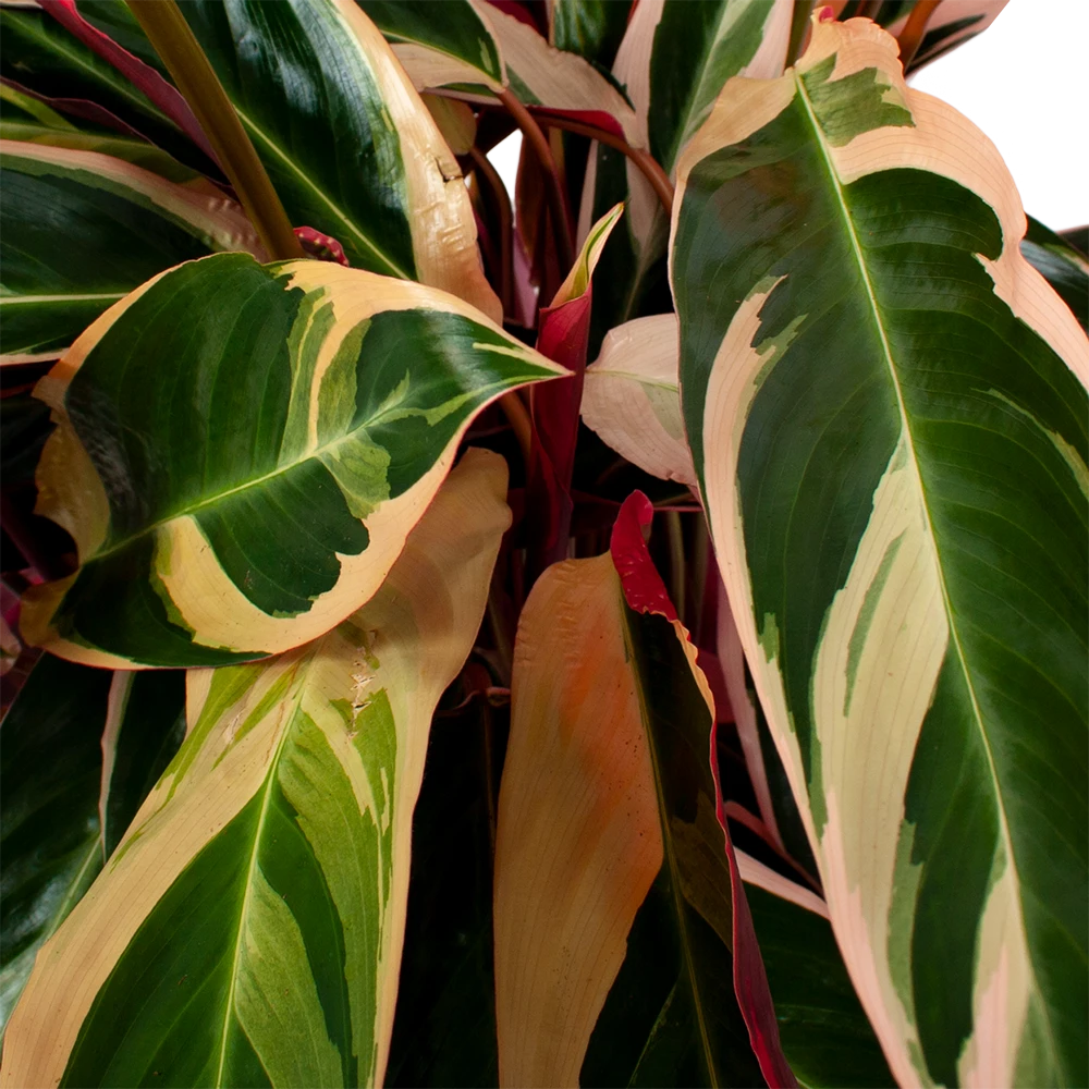 Calathea Stromante Triostar - Schaduwplant - p21 h105 - Kamerplant Calathea Stromante Triostar - Schaduwplant - P21 H105 - Kamerplant -Plantenverzorging Winkel calathea stromante triostar schaduwplant p21 h105 5