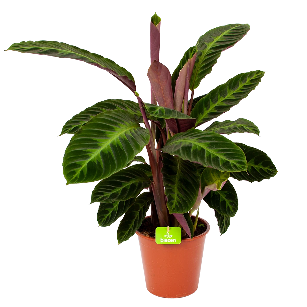 Calathea Warcewiczii - Livingplant - p19 h75 - Kamerplant Calathea Warcewiczii - Livingplant - P19 H75 - Kamerplant -Plantenverzorging Winkel calathea warcewiczii livingplant p19 h75 1 1