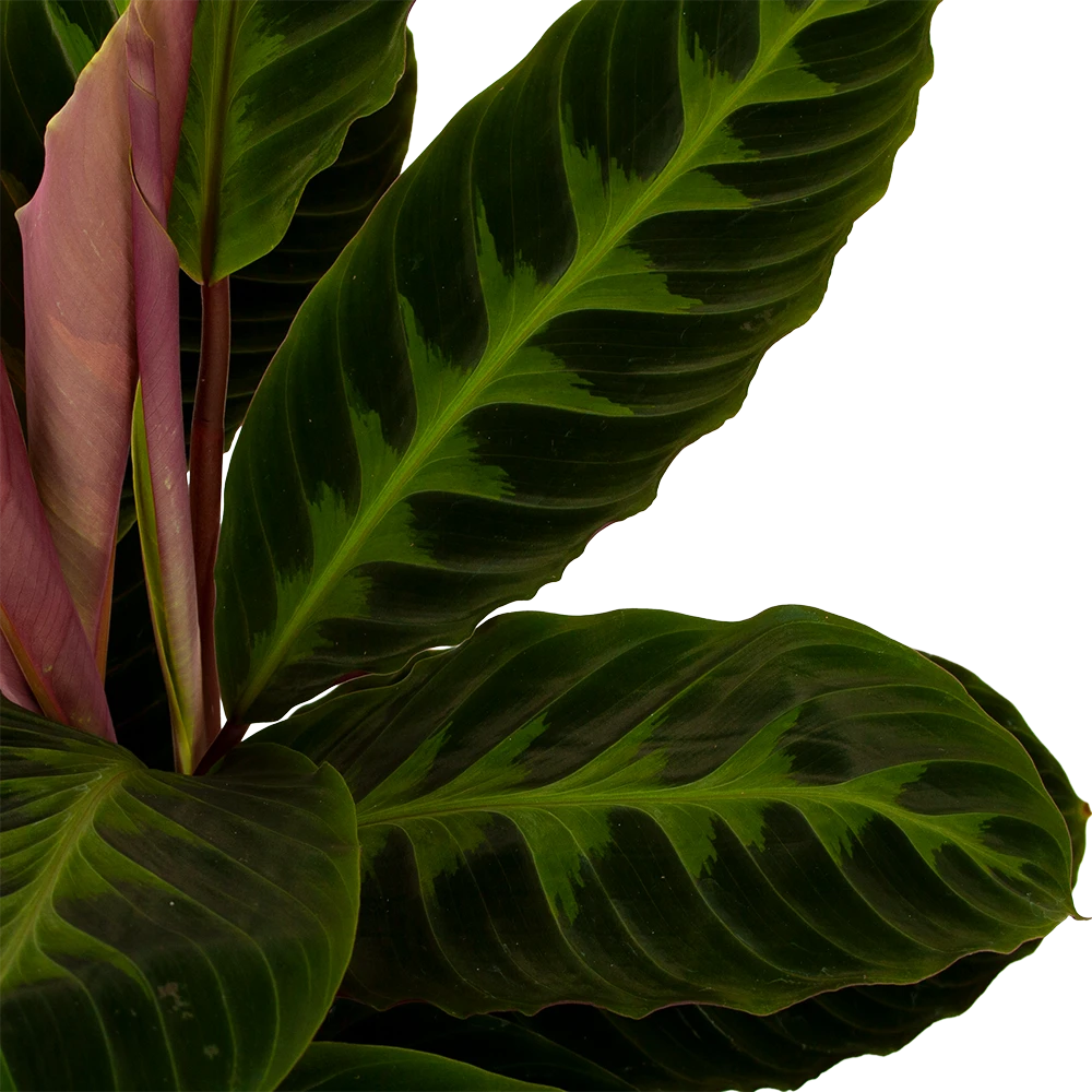 Calathea Warcewiczii - Livingplant - p19 h75 - Kamerplant Calathea Warcewiczii - Livingplant - P19 H75 - Kamerplant -Plantenverzorging Winkel calathea warcewiczii livingplant p19 h75 5 1
