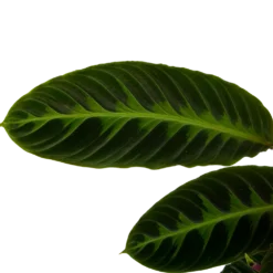 Calathea Warcewiczii - Livingplant - P19 H75 - Kamerplant 2 Calathea Warcewiczii - Livingplant - P19 H75 - Kamerplant -Plantenverzorging Winkel calathea warcewiczii livingplant p19 h75 6
