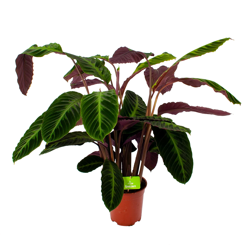 Calathea Warcewiczii - Livingplant - p21 h75 - Kamerplant Calathea Warcewiczii - Livingplant - P21 H75 - Kamerplant -Plantenverzorging Winkel calathea warcewiczii livingplant p21 h75 1 1