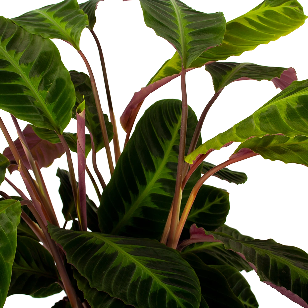 Calathea Warcewiczii - Livingplant - p21 h75 - Kamerplant Calathea Warcewiczii - Livingplant - P21 H75 - Kamerplant -Plantenverzorging Winkel calathea warcewiczii livingplant p21 h75 5 1