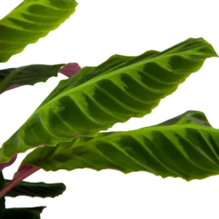 Calathea Warcewiczii - Livingplant - P21 H75 - Kamerplant 2 Calathea Warcewiczii - Livingplant - P21 H75 - Kamerplant -Plantenverzorging Winkel calathea warcewiczii livingplant p21 h75 6 1