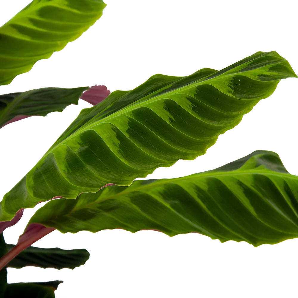 Calathea Warcewiczii - Livingplant - p21 h75 - Kamerplant Calathea Warcewiczii - Livingplant - P21 H75 - Kamerplant -Plantenverzorging Winkel calathea warcewiczii livingplant p21 h75 6 1