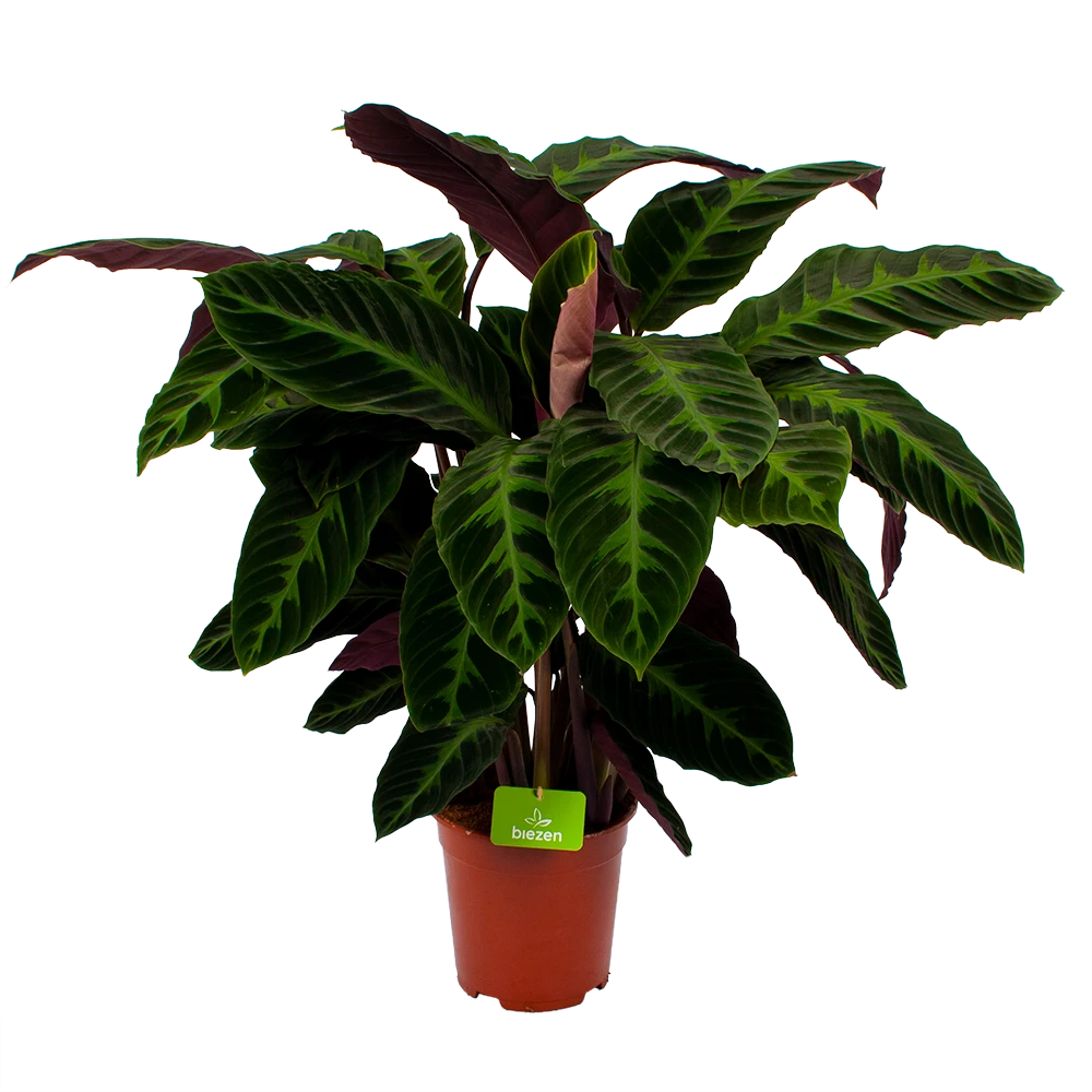 Calathea Warcewiczii - Livingplant - p21 h90 - Kamerplant Calathea Warcewiczii - Livingplant - P21 H90 - Kamerplant -Plantenverzorging Winkel calathea warcewiczii livingplant p21 h90 1
