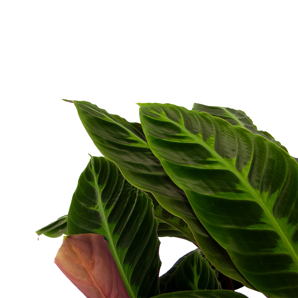 Calathea Warcewiczii - Livingplant - p21 h90 - Kamerplant Calathea Warcewiczii - Livingplant - P21 H90 - Kamerplant -Plantenverzorging Winkel calathea warcewiczii livingplant p21 h90 2