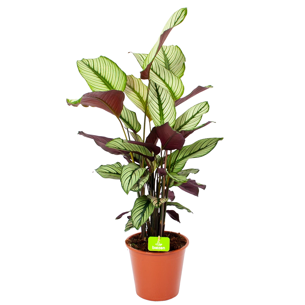 Calathea Whitestar - Schaduwplant - p19 h75 - Kamerplant Calathea Whitestar - Schaduwplant - P19 H75 - Kamerplant -Plantenverzorging Winkel calathea whitestar schaduwplant p19 h75 1 1