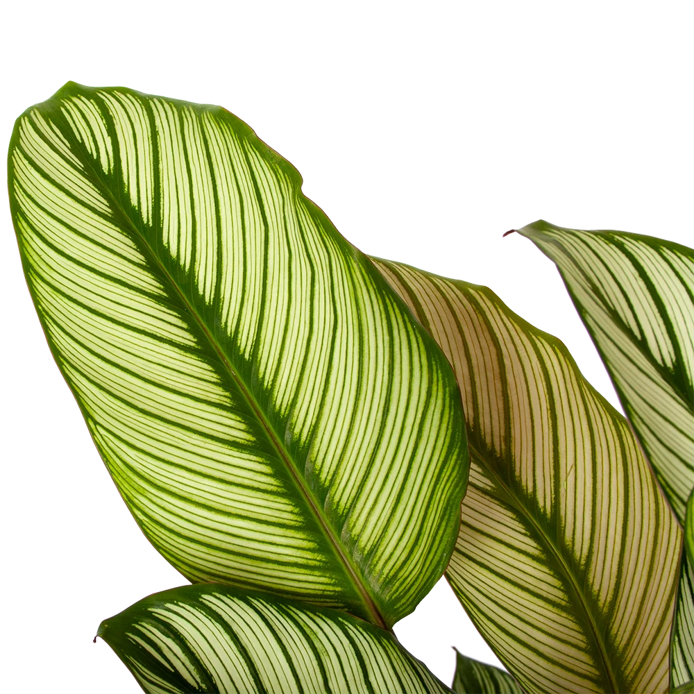 Calathea Whitestar - Schaduwplant - p19 h75 - Kamerplant Calathea Whitestar - Schaduwplant - P19 H75 - Kamerplant -Plantenverzorging Winkel calathea whitestar schaduwplant p19 h75 5 1