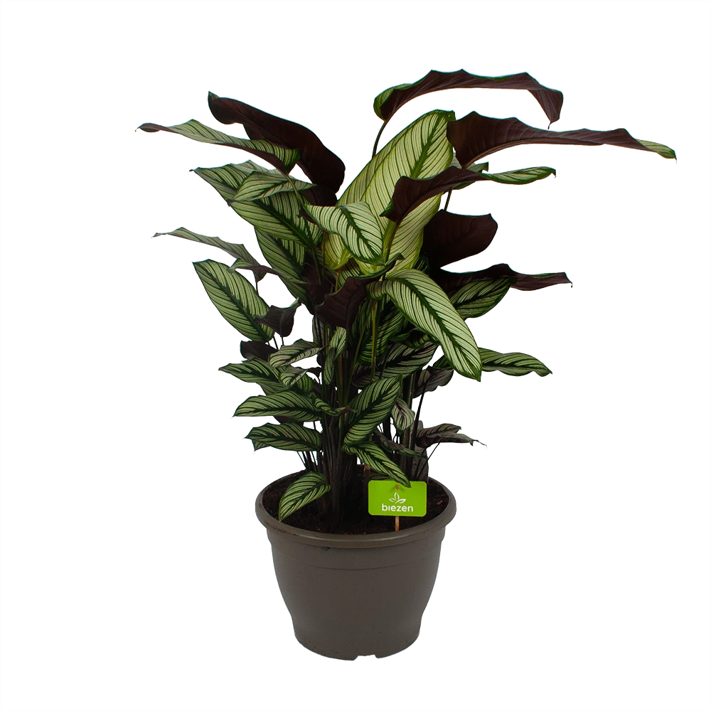 Calathea Whitestar - Schaduwplant - p32 h80 - Kamerplant Calathea Whitestar - Schaduwplant - P32 H80 - Kamerplant -Plantenverzorging Winkel calathea whitestar schaduwplant p32 h80 1