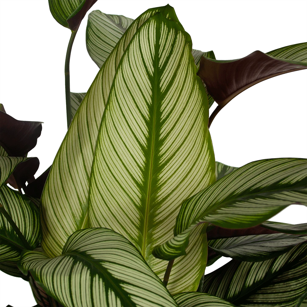 Calathea Whitestar - Schaduwplant - p32 h80 - Kamerplant Calathea Whitestar - Schaduwplant - P32 H80 - Kamerplant -Plantenverzorging Winkel calathea whitestar schaduwplant p32 h80 5