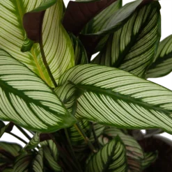 Calathea Whitestar - Schaduwplant - P32 H80 - Kamerplant 2 Calathea Whitestar - Schaduwplant - P32 H80 - Kamerplant -Plantenverzorging Winkel calathea whitestar schaduwplant p32 h80 6