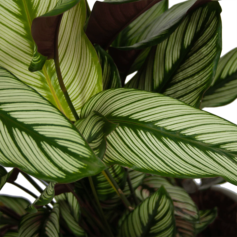 Calathea Whitestar - Schaduwplant - p32 h80 - Kamerplant Calathea Whitestar - Schaduwplant - P32 H80 - Kamerplant -Plantenverzorging Winkel calathea whitestar schaduwplant p32 h80 6