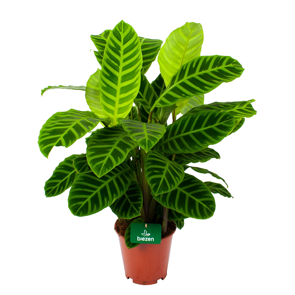 Calathea Zebrina - Livingplant - p19 h80 - Kamerplant Calathea Zebrina - Livingplant - P19 H80 - Kamerplant -Plantenverzorging Winkel calathea zebrina livingplant p19 h65 1 2