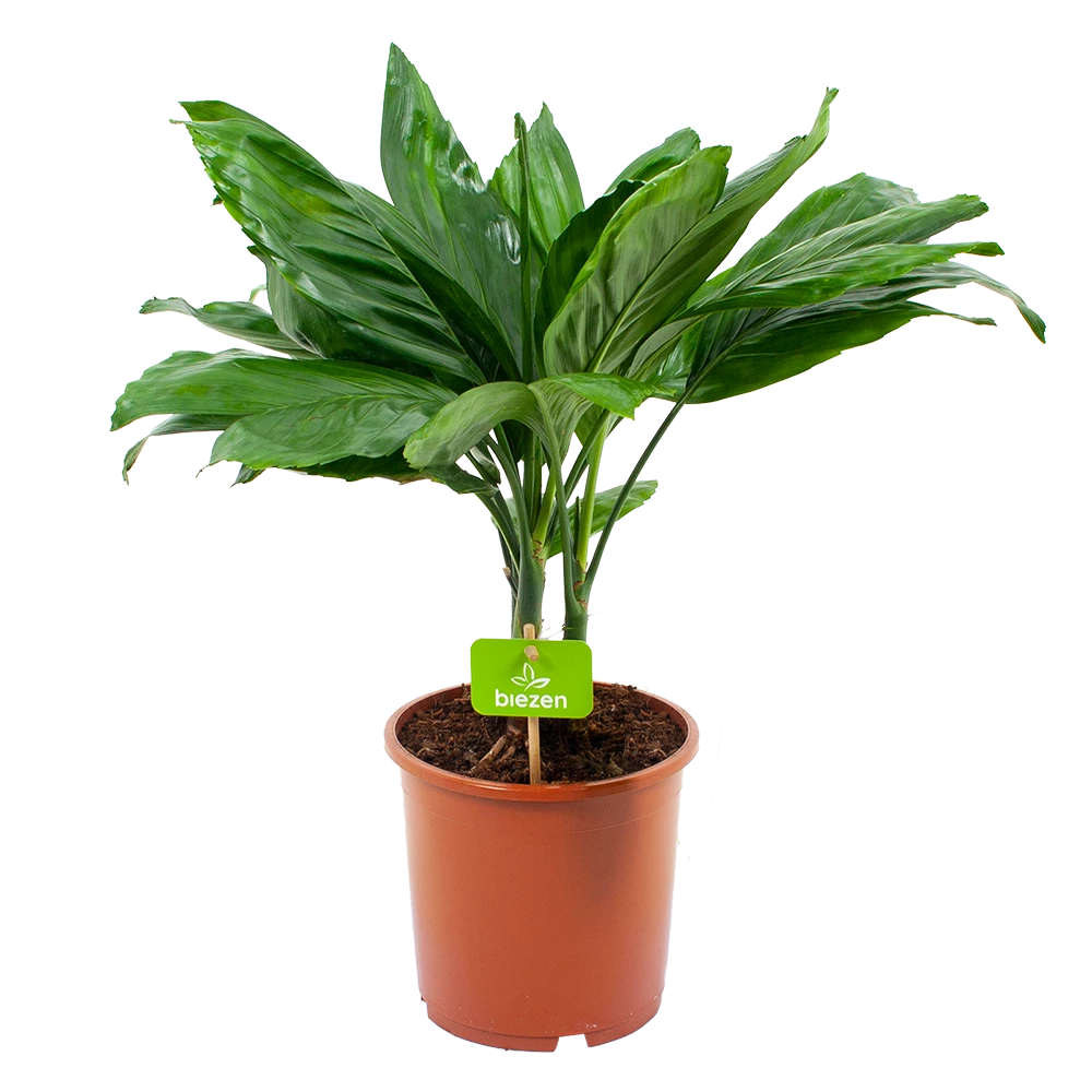 Chamaedorea Metallica Bergpalm - p17 h50 - Kamerplant Chamaedorea Metallica Bergpalm - P17 H50 - Kamerplant -Plantenverzorging Winkel chamaedorea metallica bergpalm p17cm h50cm 4 1