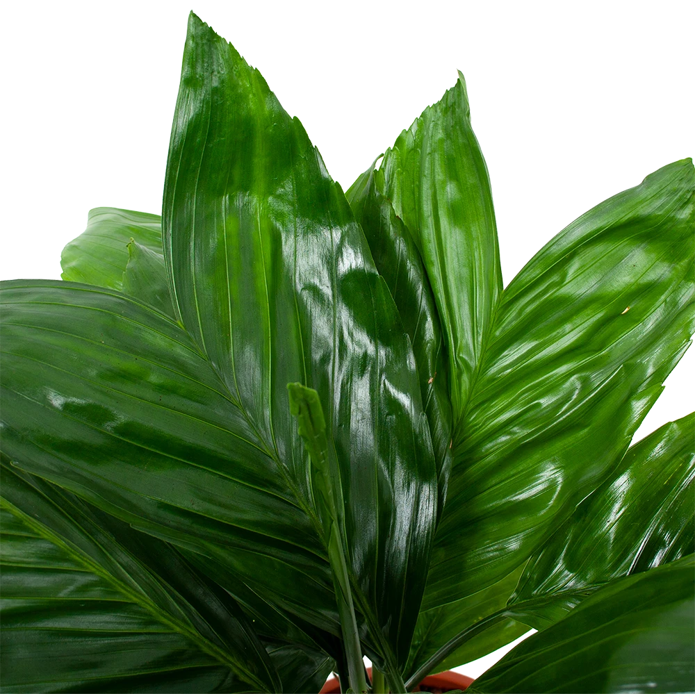 Chamaedorea Metallica Bergpalm - p17 h50 - Kamerplant Chamaedorea Metallica Bergpalm - P17 H50 - Kamerplant -Plantenverzorging Winkel chamaedorea metallica bergpalm p17cm h50cm 6