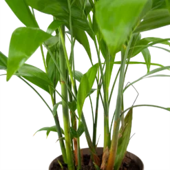 Chamaedorea Seifrizii - Bergpalm - P24 H100 - Kamerplant -Plantenverzorging Winkel chamaedorea seifrizii bergpalm p24 h100 6