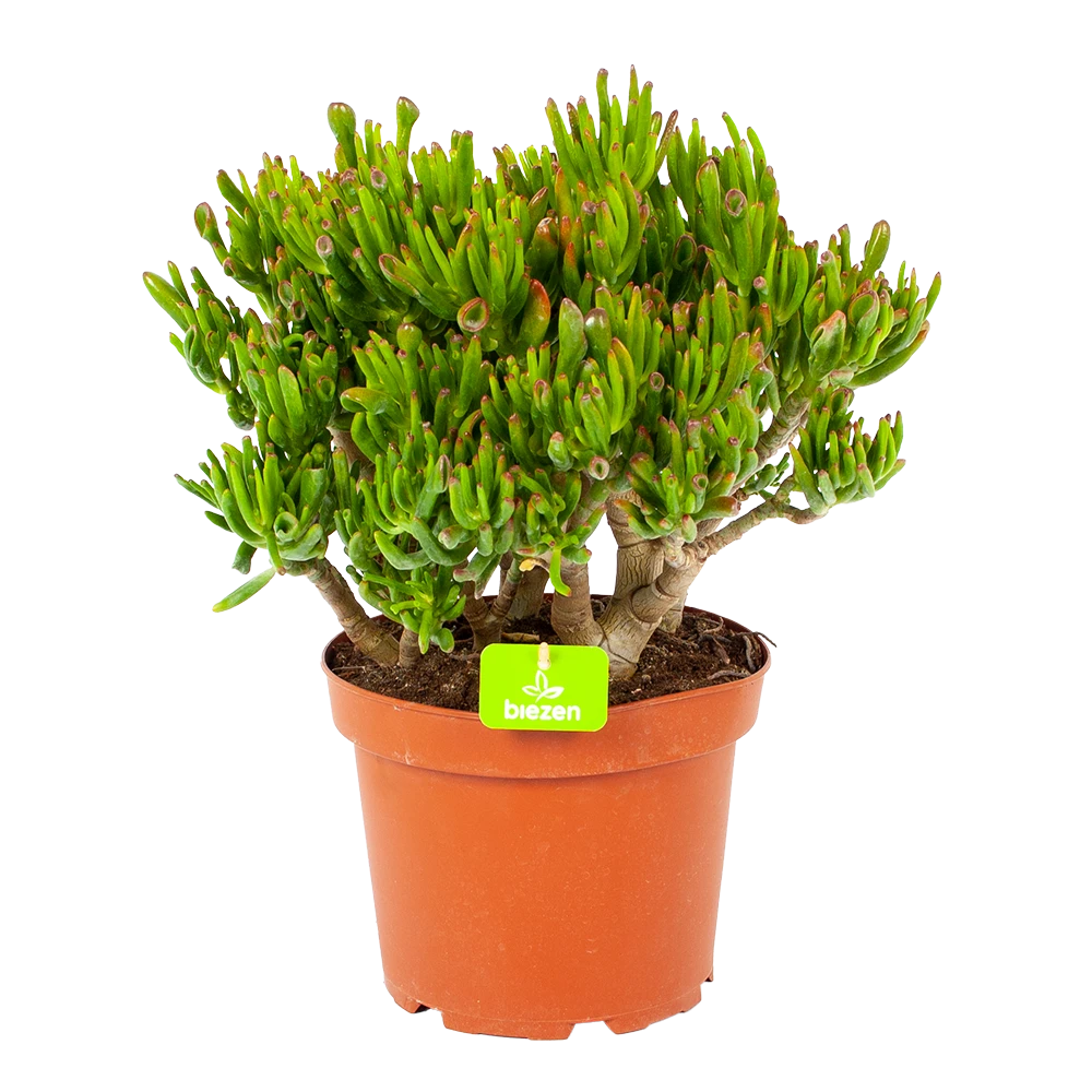 Crassula Ovata Gollum - p23 h50 - Kamerplant Crassula Ovata Gollum - P23 H50 - Kamerplant -Plantenverzorging Winkel crassula ovata gollum p23 h50 1 1