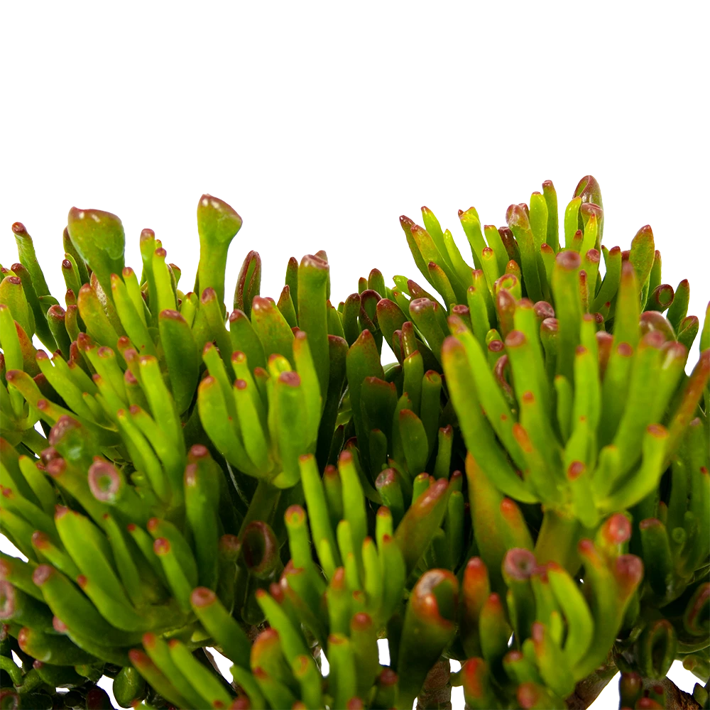 Crassula Ovata Gollum - p23 h50 - Kamerplant Crassula Ovata Gollum - P23 H50 - Kamerplant -Plantenverzorging Winkel crassula ovata gollum p23 h50 5 1