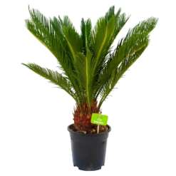 Cycas Revoluta - Vredespalm - P17 H60 - Kamerplant