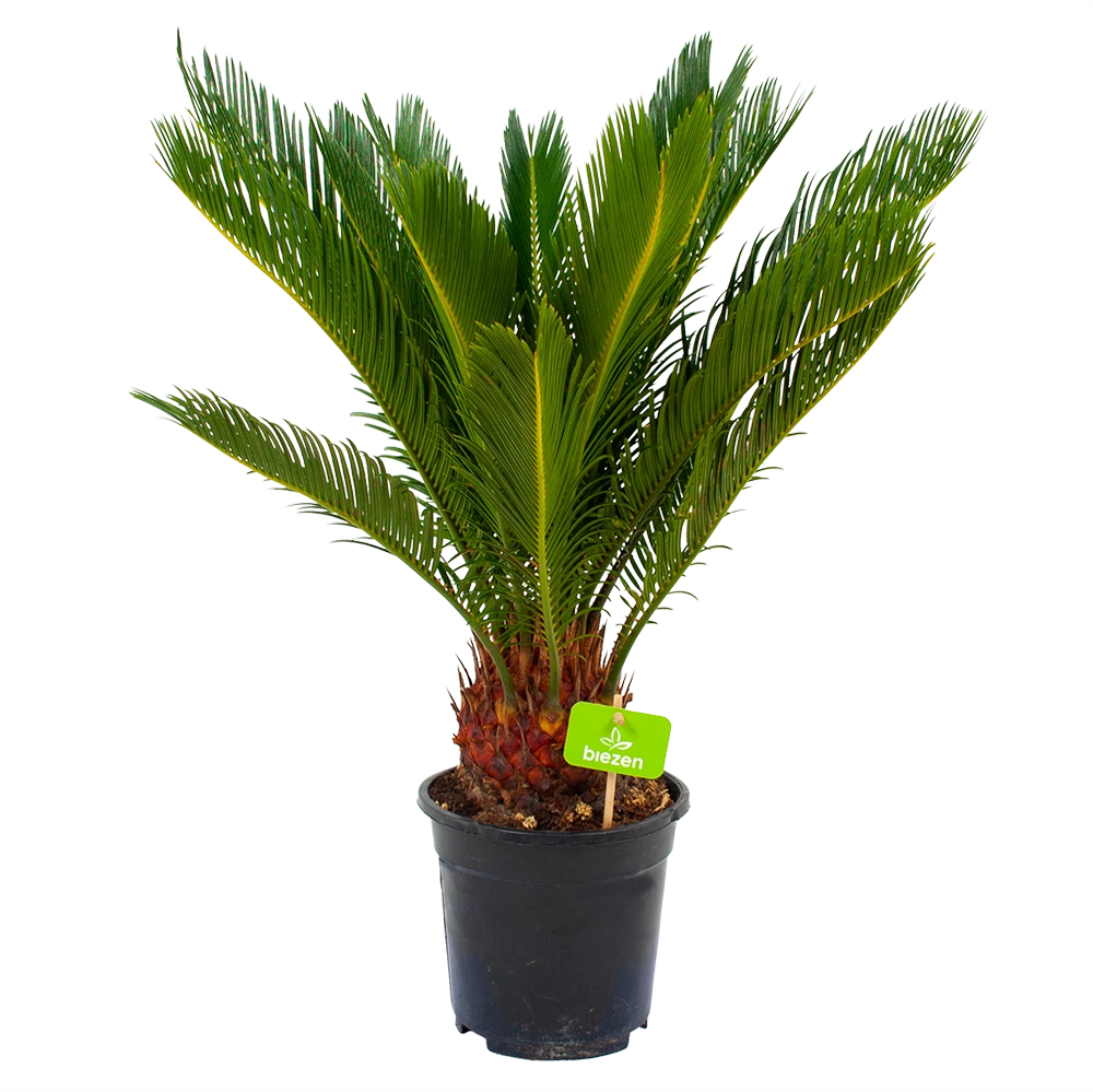 Cycas Revoluta - Vredespalm - p17 h60 - Kamerplant Cycas Revoluta - Vredespalm - P17 H60 - Kamerplant -Plantenverzorging Winkel cycas revoluta vredespalm p17 h60 4