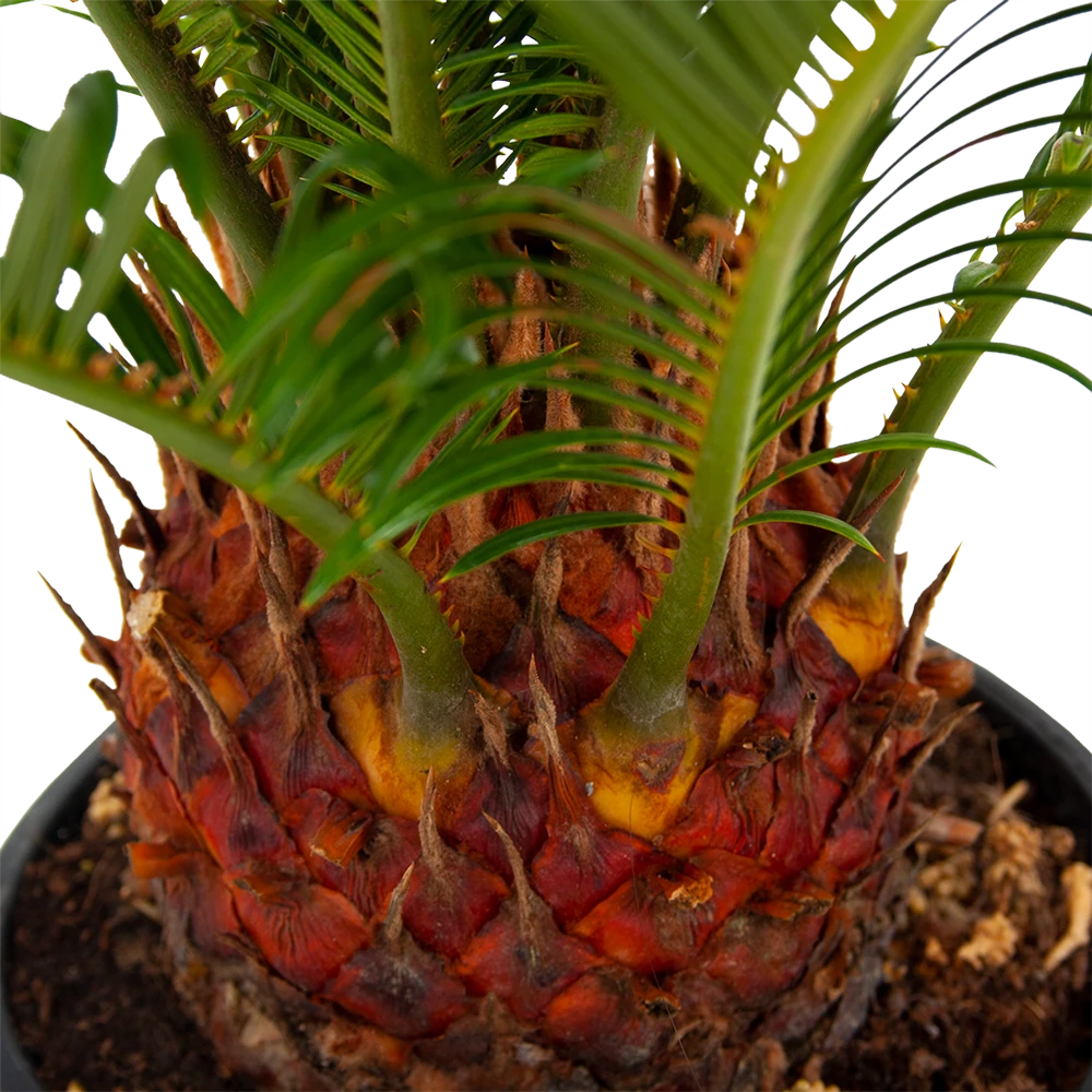 Cycas Revoluta - Vredespalm - p17 h60 - Kamerplant Cycas Revoluta - Vredespalm - P17 H60 - Kamerplant -Plantenverzorging Winkel cycas revoluta vredespalm p17 h60 5