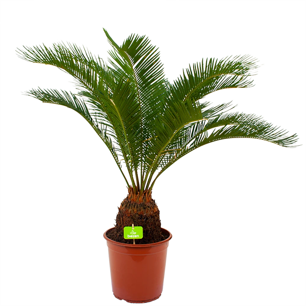 Cycas Revoluta - Vredespalm - p24 h85 - Kamerplant Cycas Revoluta - Vredespalm - P24 H85 - Kamerplant -Plantenverzorging Winkel cycas revoluta vredespalm p24cm h85cm 4
